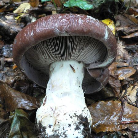 Cortinarius praestans