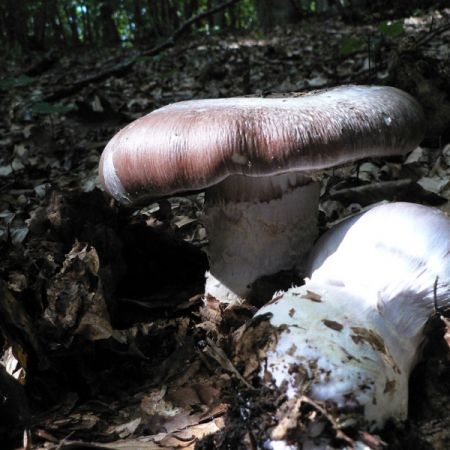 Cortinarius praestans