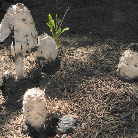 Coprinus comatus