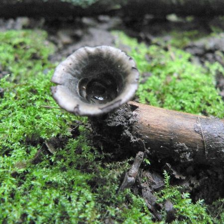 Cyathus olla