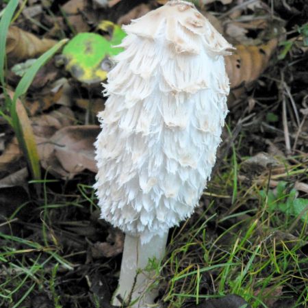 Coprinus comatus