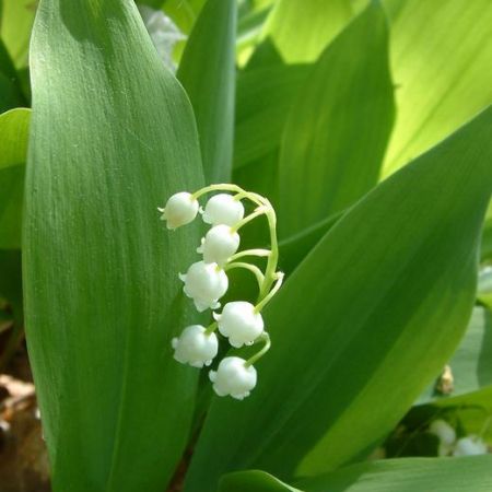 convallaria majalis