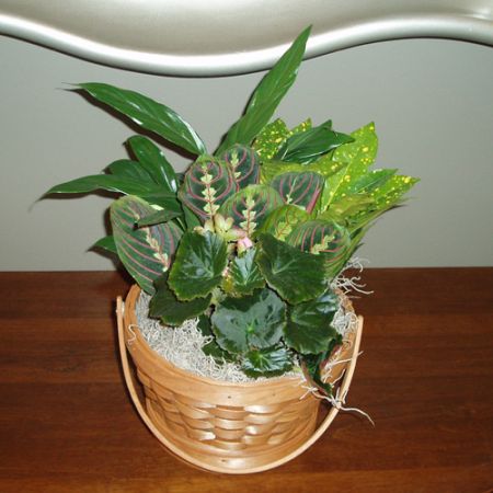 Cos cu plante **Cris