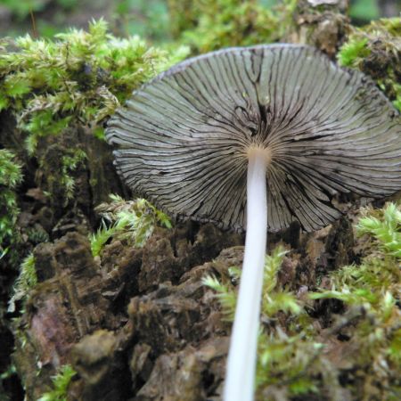 Coprinus lagopus