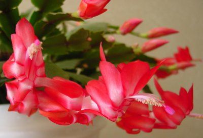 Craciunita - flori(Schlumbergera)
