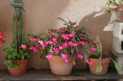 Craciunita 2(Schlumbergera)