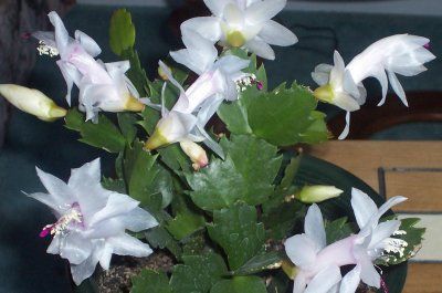 Craciunita alba 2(Schlumbergera)