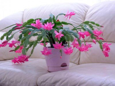 Craciunita roz (Schlumbergera)