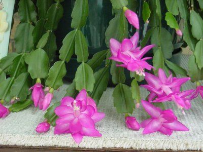 Craciunita roz 2(Schlumbergera)