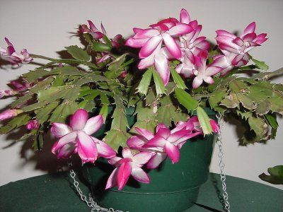 Craciunita roz cu alb(Schlumbergera)