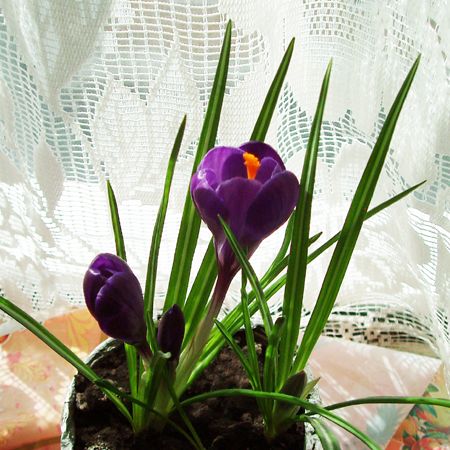 Crocus **Cris