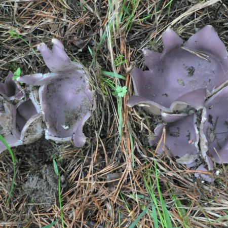 Sarcosphaera coronaria