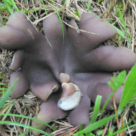 Sarcosphaera coronaria