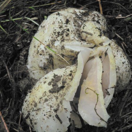 Sarcosphaera coronaria