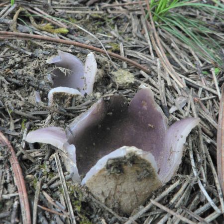 Sarcosphaera coronaria