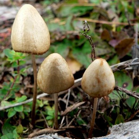 Conocybe sp.