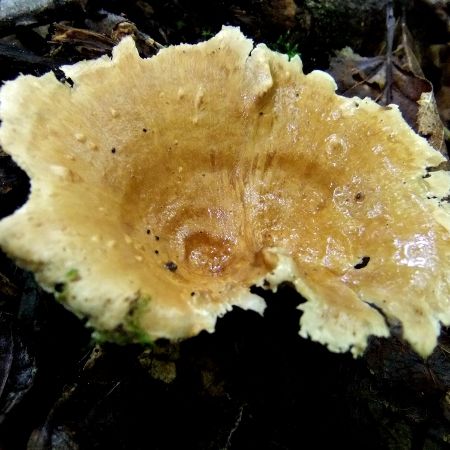 Polyporus varius