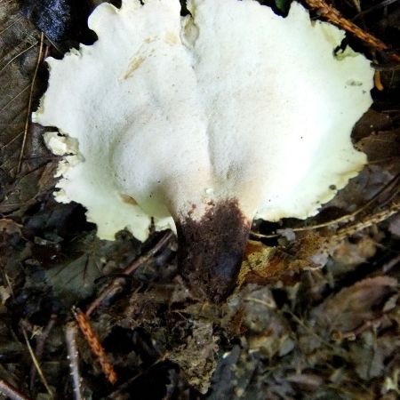 Polyporus varius