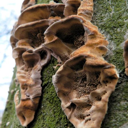 Phellinus conchatus