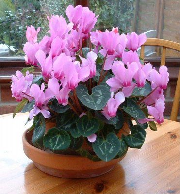 cyclamen2