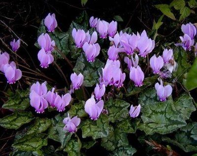 Cyclamen Hederifolium01