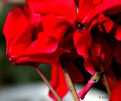 Cyclamen Persicum