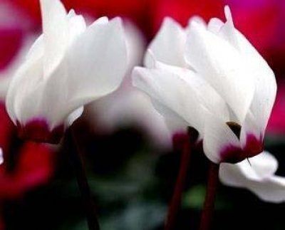 Cyclamen Persicum W.