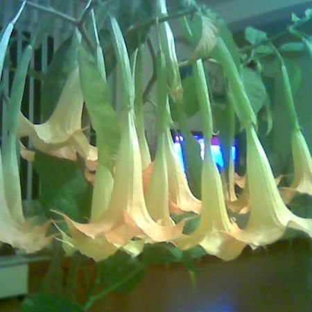 datura