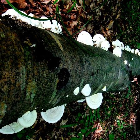 Trametes gibbosa