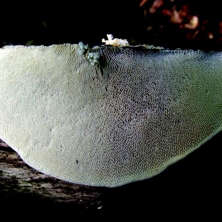 Trametes gibbosa