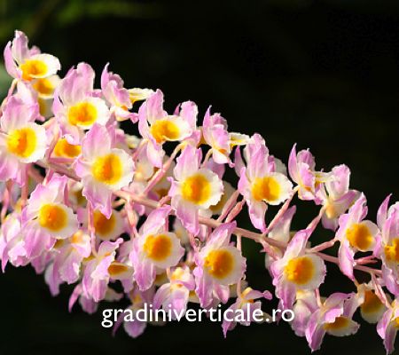 DENDROBIUM