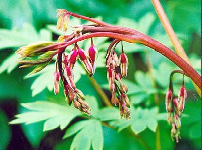 Dicentra spectabilis, boboci