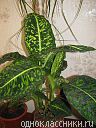 dieffenbachia