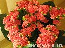 calanchoe