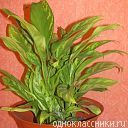 dieffenbachia