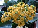 calanchoe