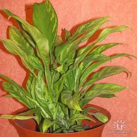 dieffenbachia