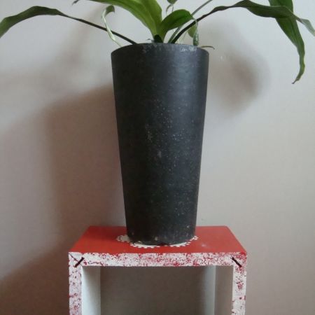 dracaena