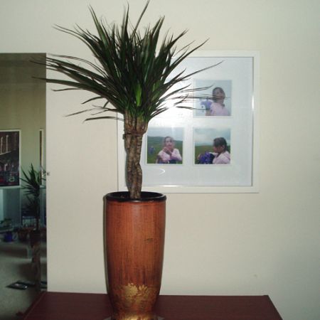 Dracaena **Cris