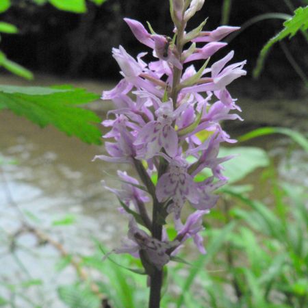 Dactylorhiza fuchsii