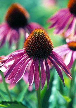 Echinacea