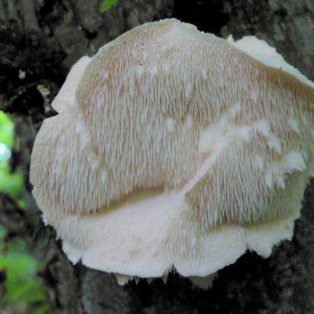 Hericium cirrhatum