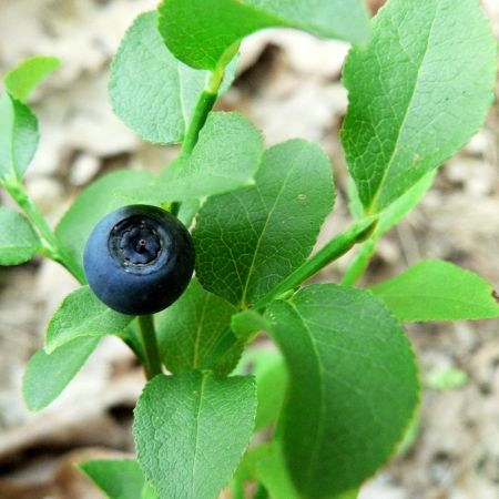 Vaccinium myrtillus