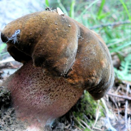 Boletus erythropus