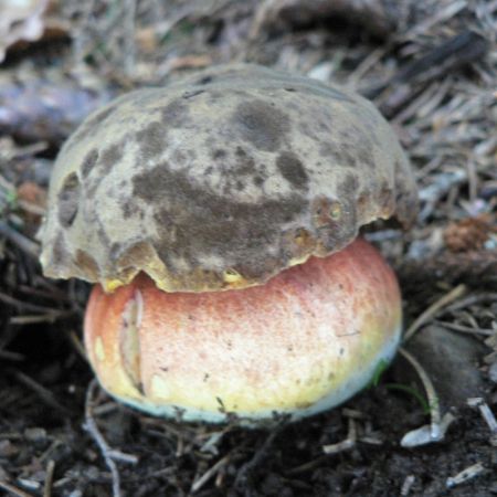 Boletus erythropus