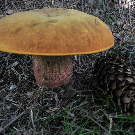 Boletus erythropus