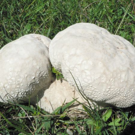 Calvatia caelata