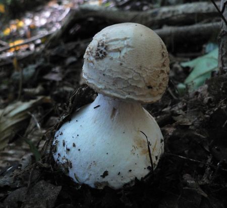 Macrolepiota rhacodes