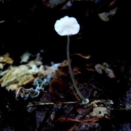 Mycena stylobates