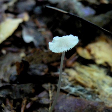 Mycena stylobates